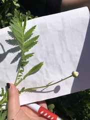 Tanacetum corymbosum