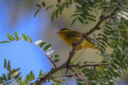 Wilson's Warbler