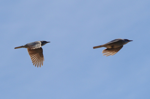 Pinyon Jay