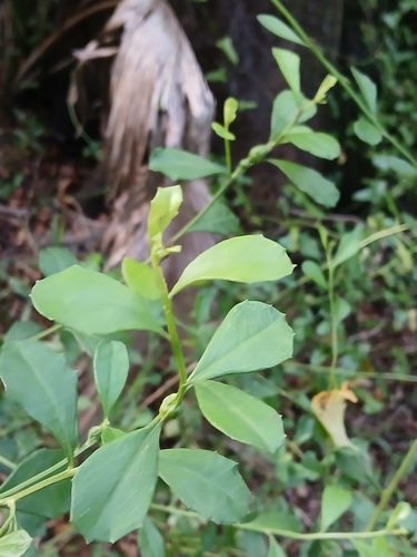 Baccharis glomeruliflora