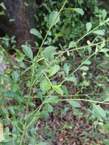 Baccharis glomeruliflora, photograph 2
