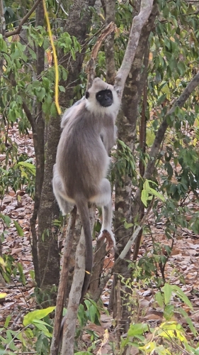 Sri Lankan Grey Langur