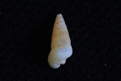 Ataxocerithium applenum