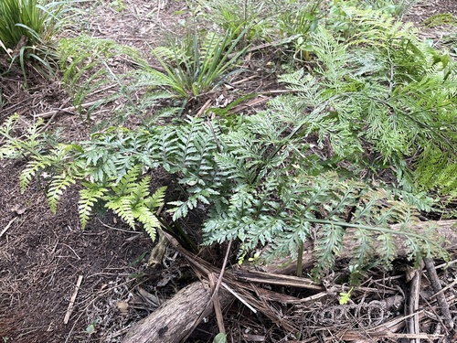 Asplenium dimorphum observed 2026-09-12