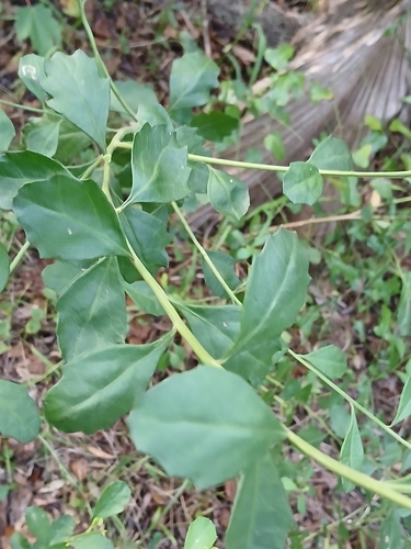 Baccharis glomeruliflora, photograph 3