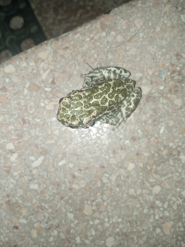 Green Toad
