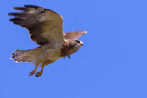 Swainson's Hawk