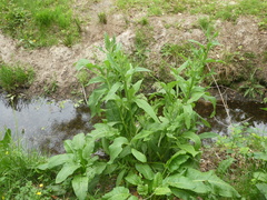 Rumex hydrolapathum