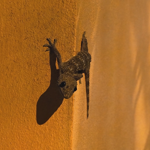 Tokay Gecko