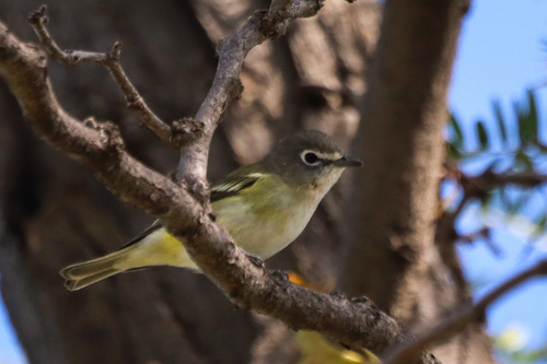 Cassin's Vireo