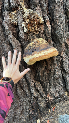 iNaturalist observation photo of Shelf Fungi