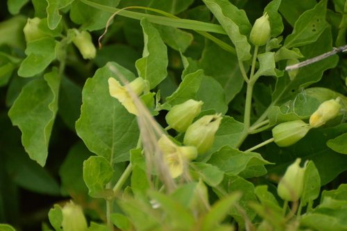 Physalis viscosa, photograph 1