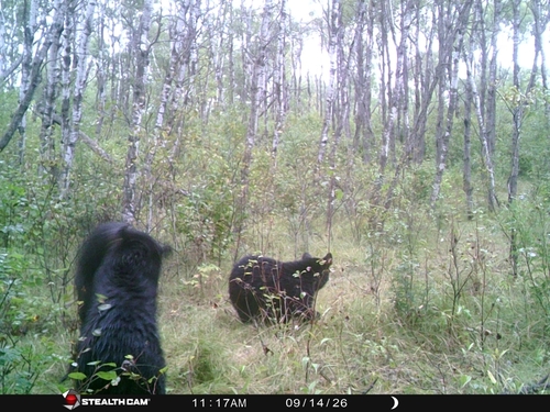 American Black Bear