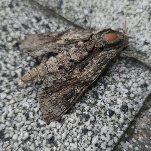 Convolvulus Hawkmoth