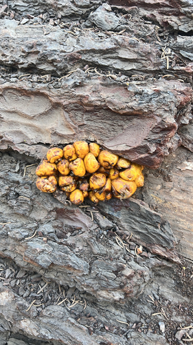 iNaturalist observation photo of Scalycaps