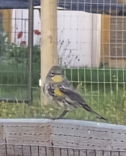 Yellow-rumped Warbler