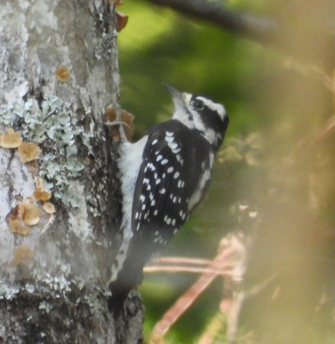 Downy Woodpecker