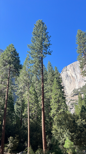 iNaturalist observation photo of pines