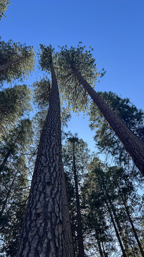 iNaturalist observation photo of pines