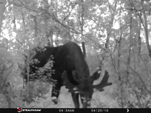 Moose