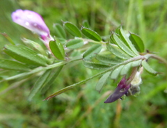 Vicia sativa nigra