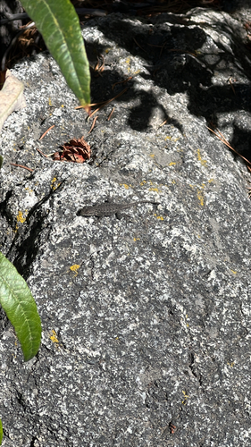 iNaturalist observation photo of Western Fence Lizard