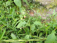 Crassocephalum crepidioides, photograph (c) W Rao, some rights reserved (CC BY)