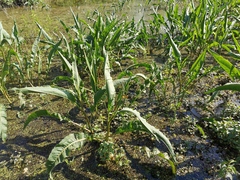 Rumex hydrolapathum
