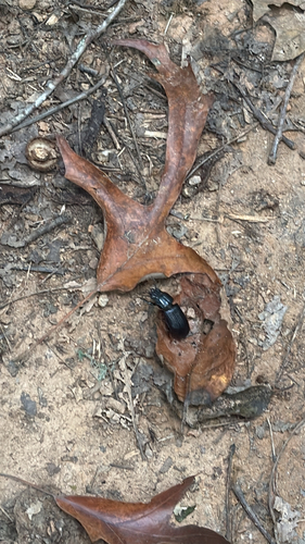 Horned Passalus Beetle