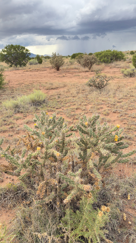 tree cholla