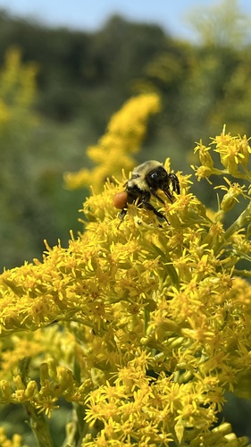 Common Eastern Bumble Bee