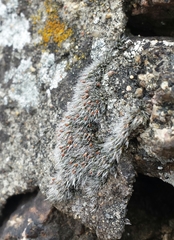 Grimmia crinita