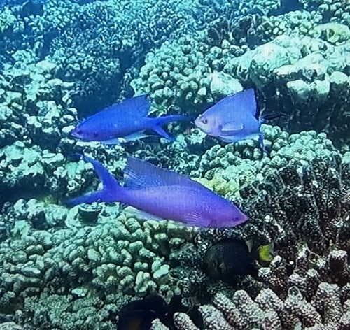 Pseudanthias pascalus observed 2026-08-05