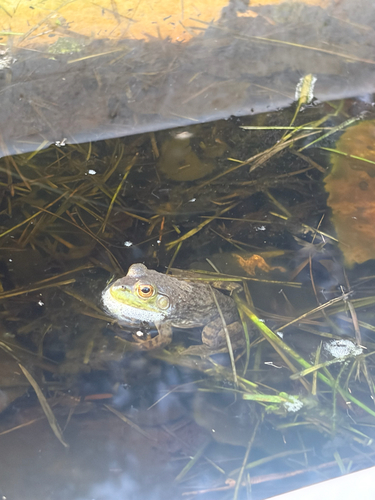 American Bullfrog