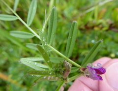 Vicia sativa nigra