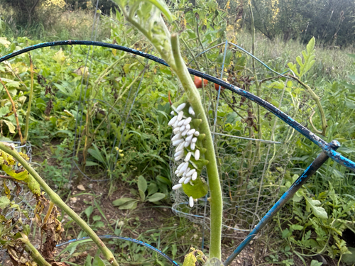 Hornworm Parasitoid Wasp