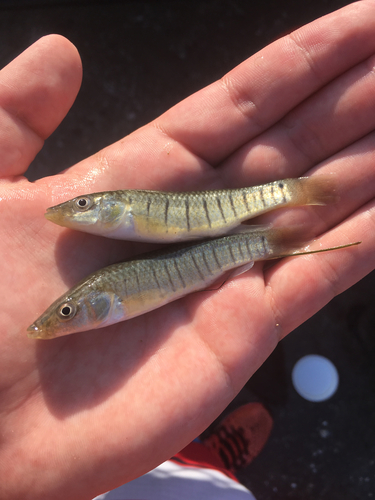 Fundulus similis