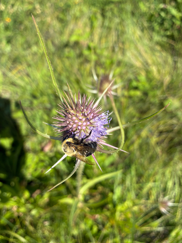 Brown-belted Bumble Bee