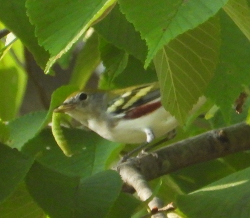 Chestnut-sided Warbler