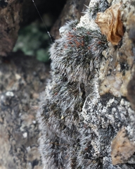 Grimmia crinita