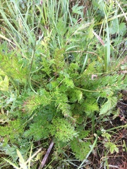 Selinum carvifolia