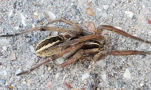 Rabid Wolf Spider