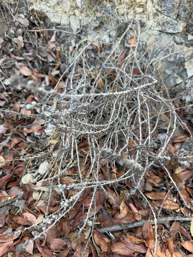 Eriophyllum confertiflorum, 2026-09-10