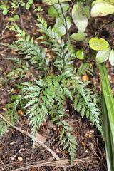 Asplenium appendiculatum appendiculatum