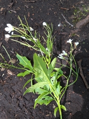 Cardamine amara