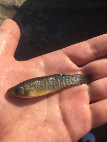 Fundulus grandis