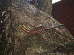 Dasia olivacea