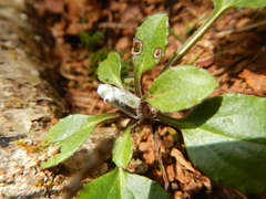 Rugelia nudicaulis