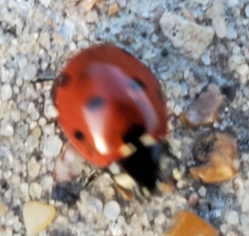 Seven-spotted Lady Beetle