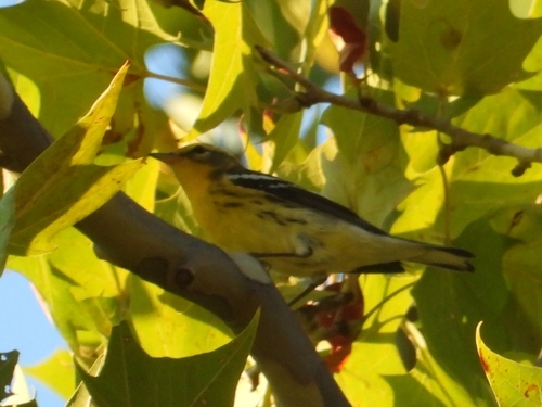 Blackburnian Warbler